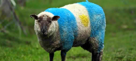 mouton argentin