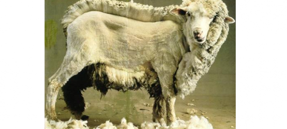 mouton tondu