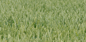 FAO : un nouveau record de la production céréalière mondiale pour 2013