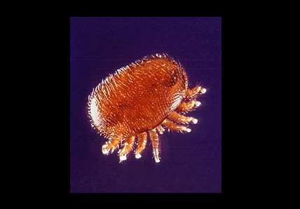 varroa